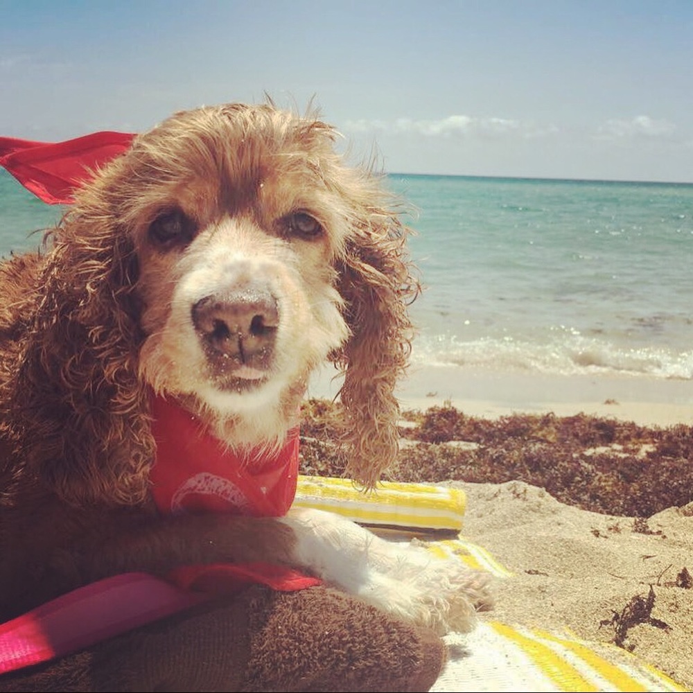 Meet your Posher, Darlen